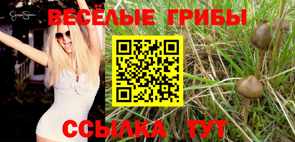 Псилоцибиновые грибы Psilocybine cubensis Кудрово